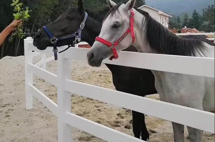 Horse Riding Arenas