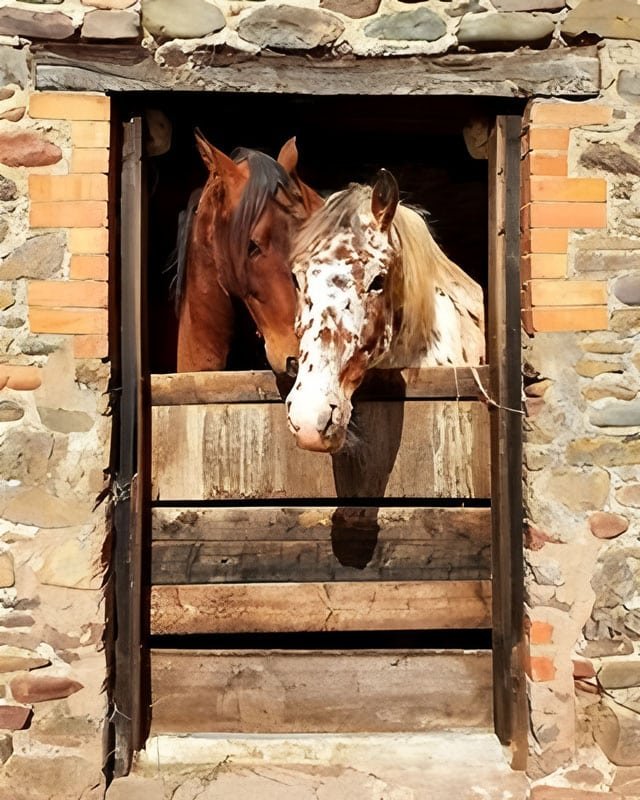 Barn Windows & Doors