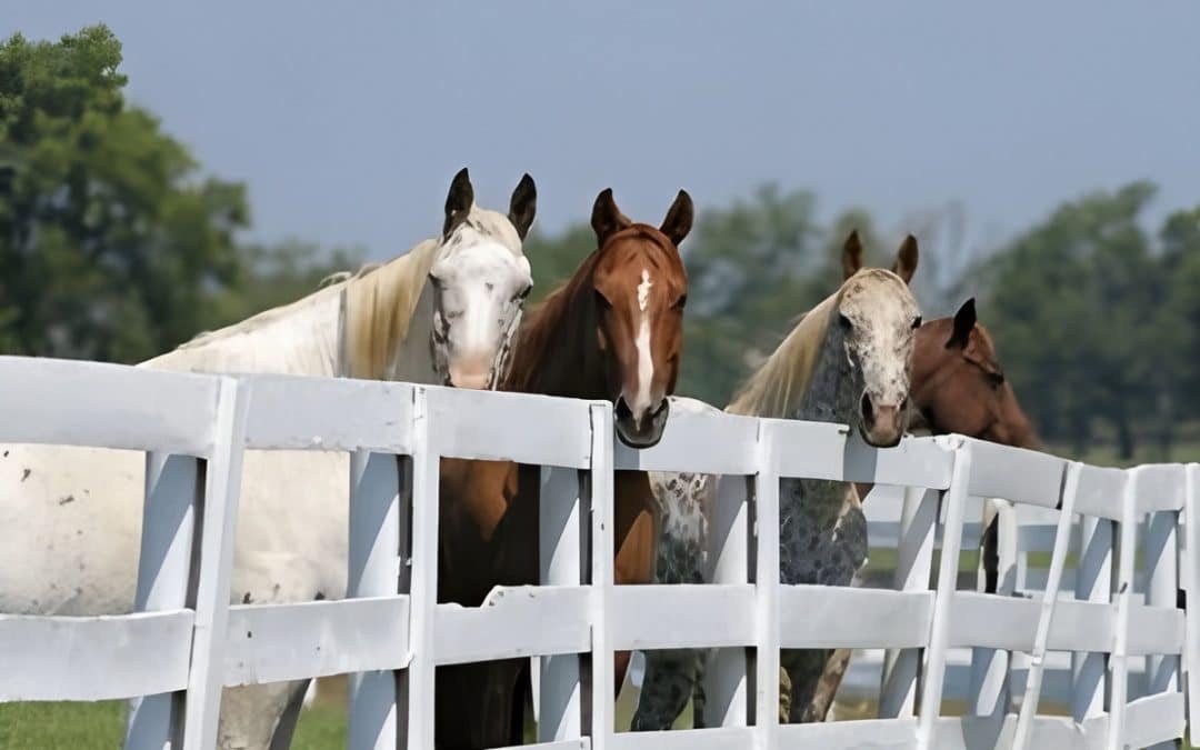 Horse Fencing Upkeep Costs: Essential Maintenance Tips for Durability
