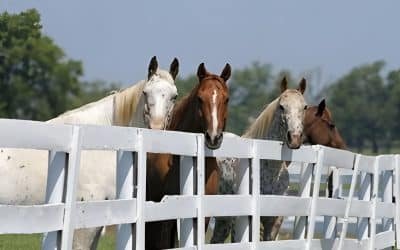 Horse Fencing Upkeep Costs: Essential Maintenance Tips for Durability