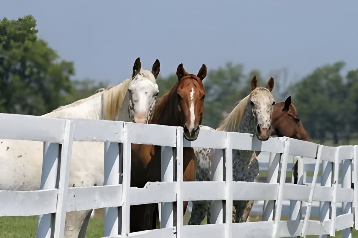Horse Fences