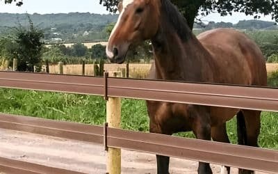 Optimal Fence Height for Horses: Customization Guide by Breed & Need
