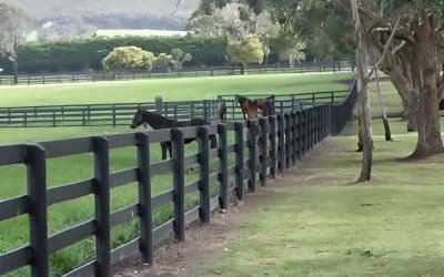 Modular Horse Fencing ROI: Cost & Long-Term Value Compared