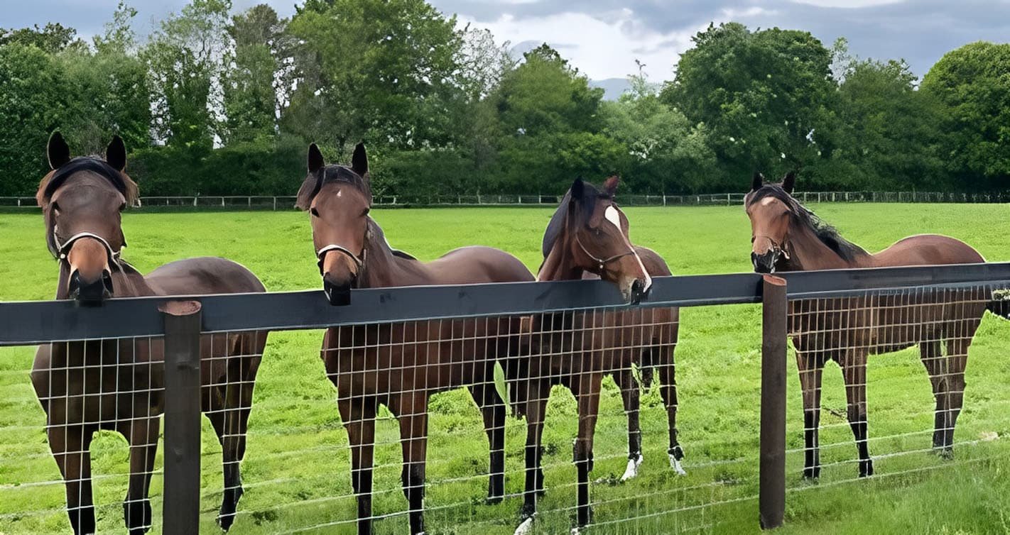 Horse Fence