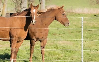 Custom Horse Fencing: Match Colors to Strengthen Your Brand Identity