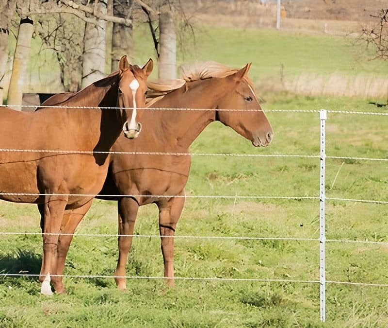 Custom Horse Fencing: Match Colors to Strengthen Your Brand Identity