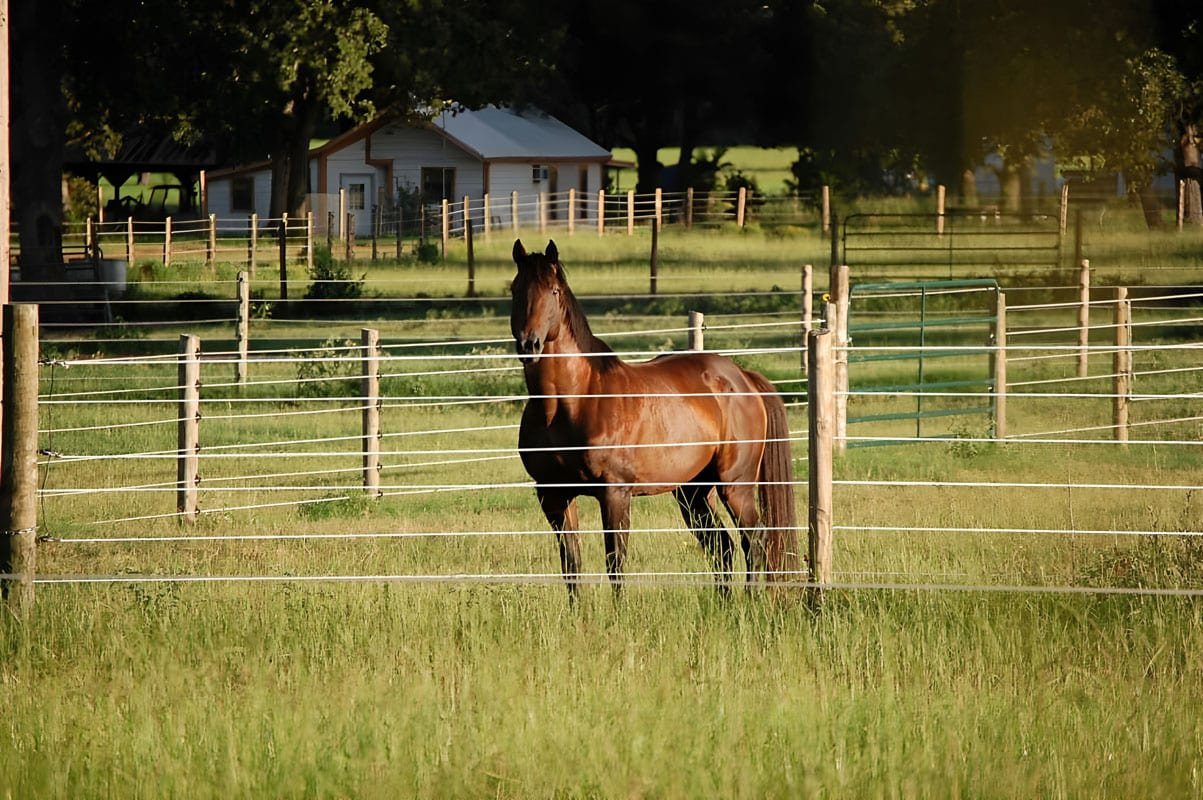 Sturdy horse fencing around outdoor stalls in an equestrian setting
