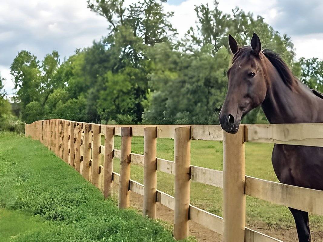 Horse Fences