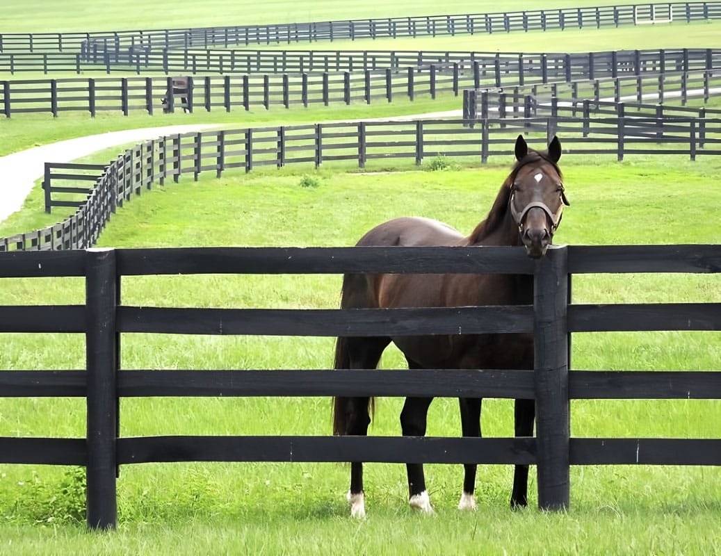 Horse Fence