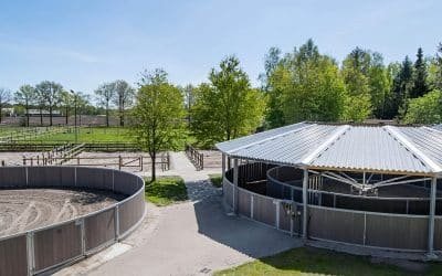 Lunging Pens vs Round Pens: Diameter, Wall Height and Surface Choices