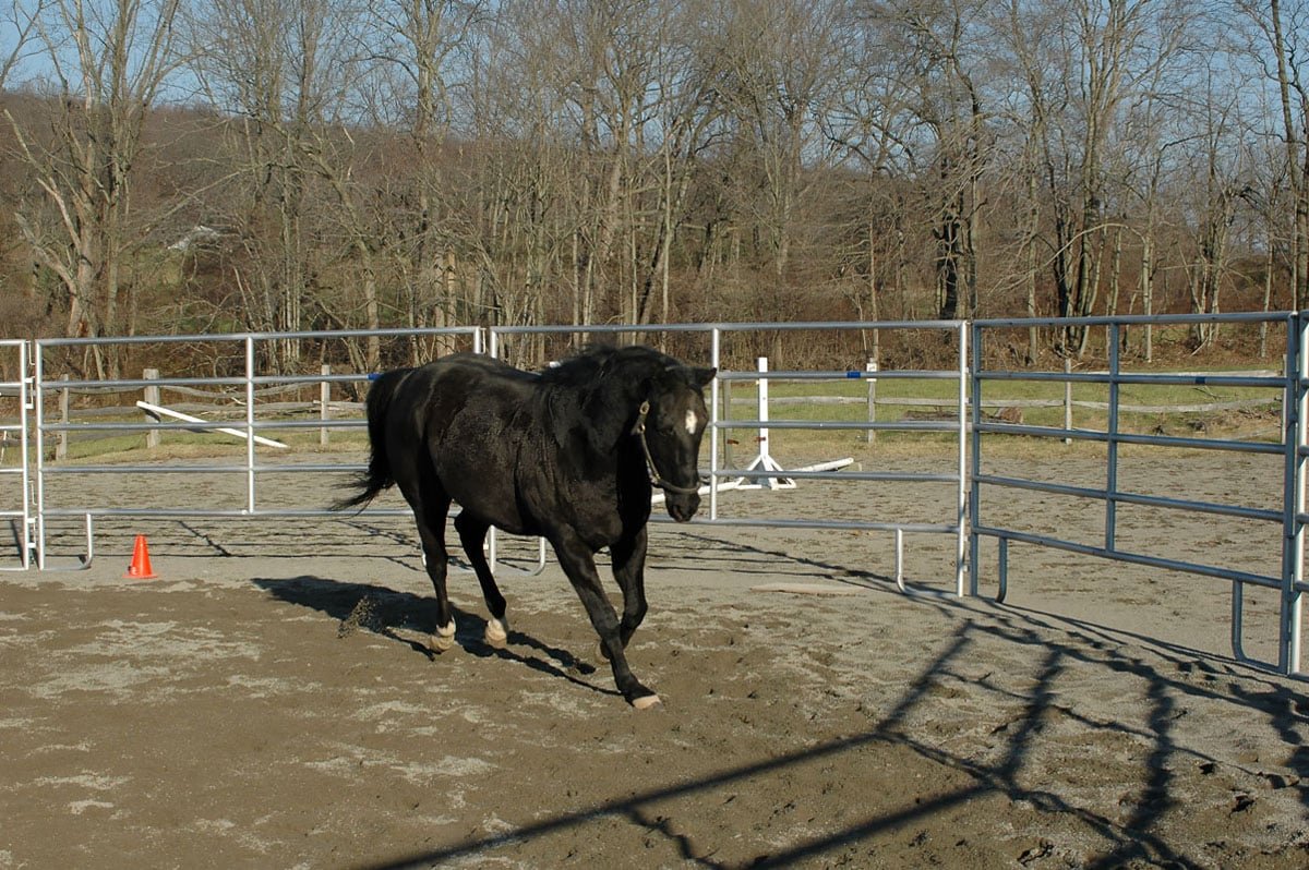 Lunging Pens & Horse Walkers