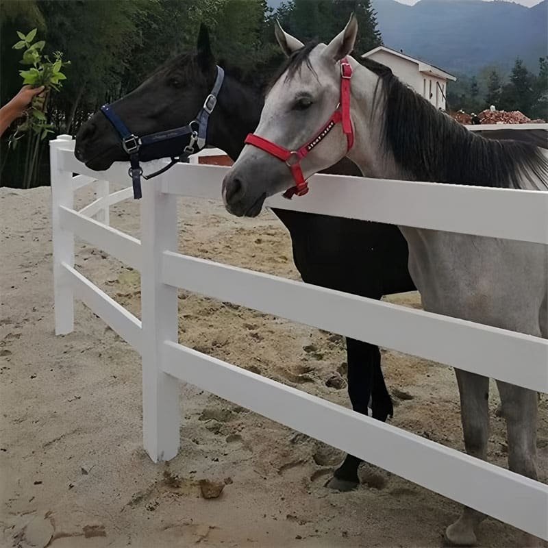 horse riding arena