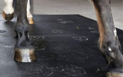 Best Daily Rubber Mat Maintenance Tips for Long-Lasting Stall Mats