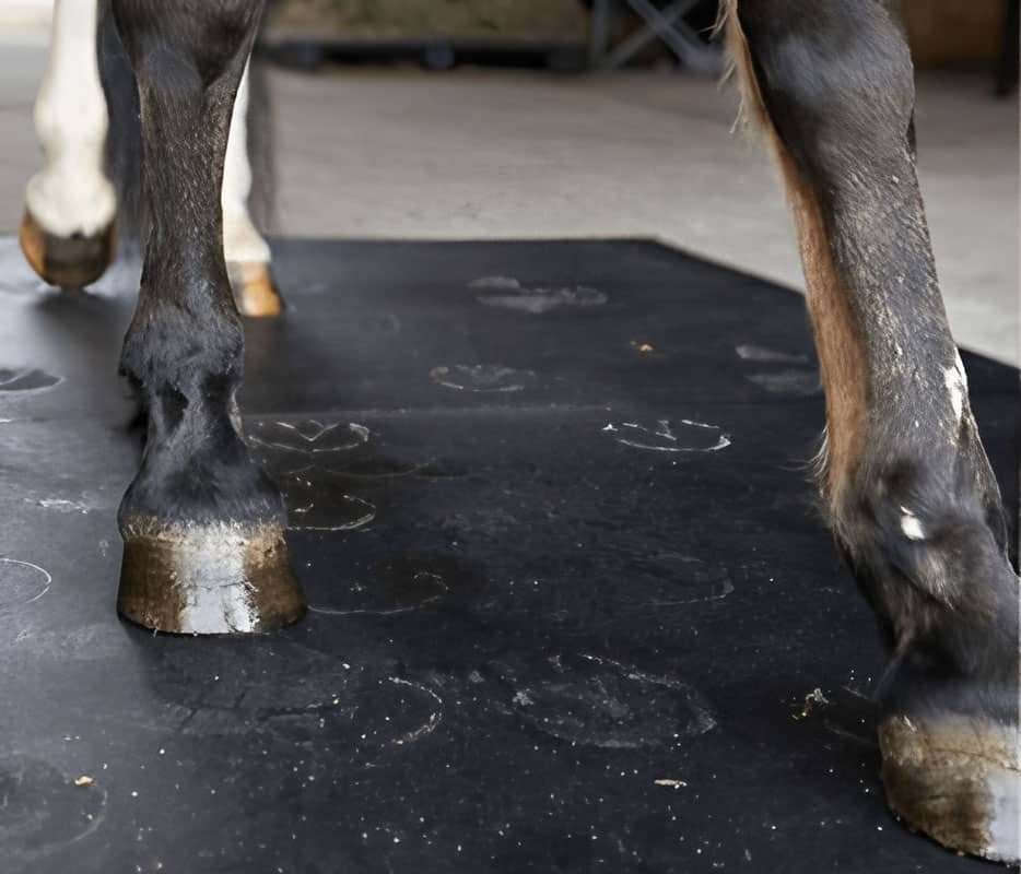 horse rubber mats