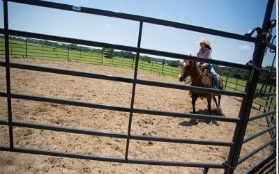 Germany Horse Equipment Market: FEI Compliance and Sustainable Stable Design