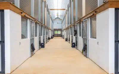 Designing the Perfect Concrete Aisle for Your Horse Stable