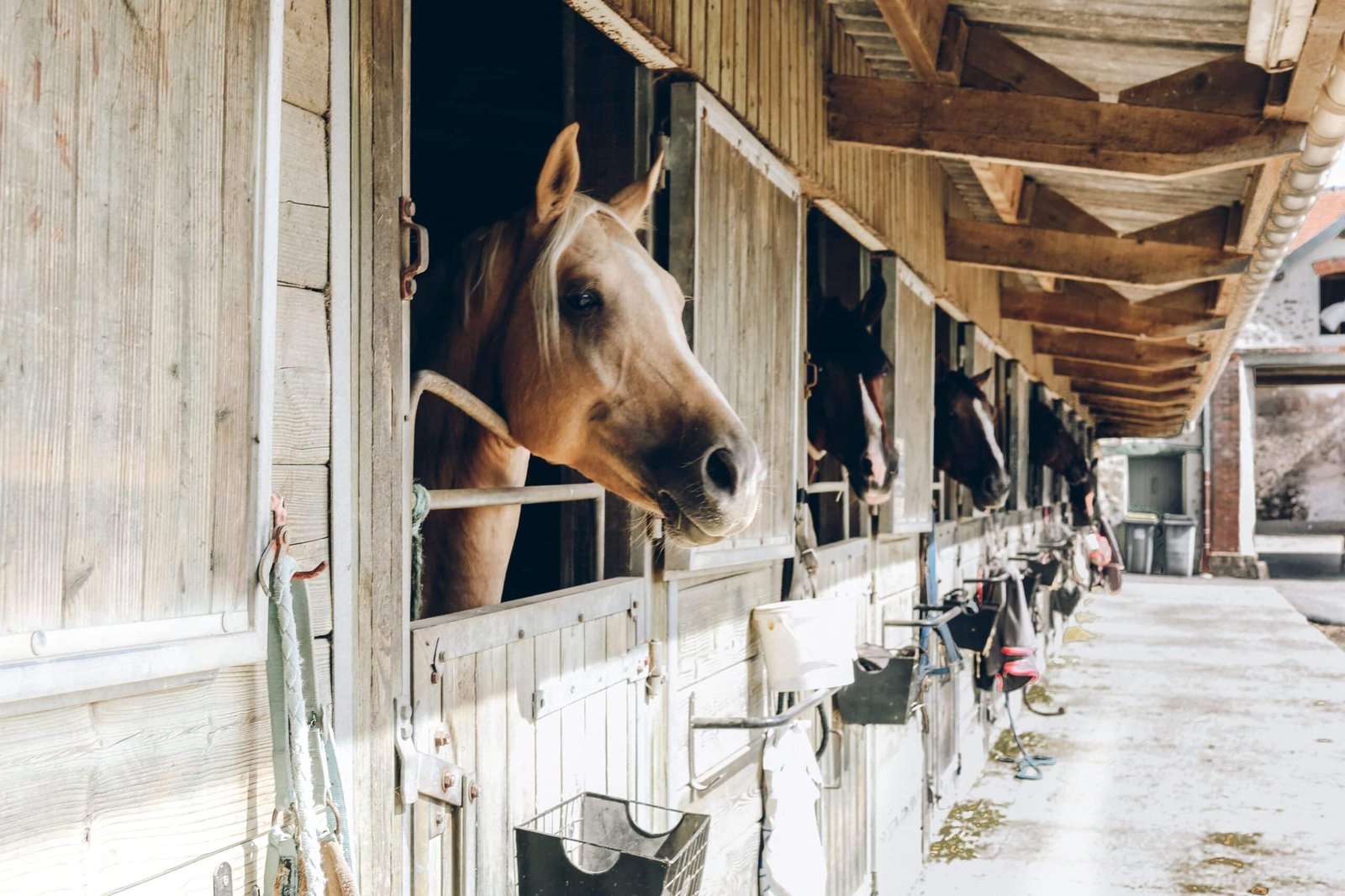 Choosing Interior Horse Stable Wall Materials