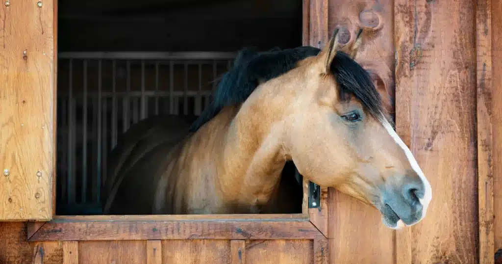 Choosing the Best Siding for Your Horse Stable Exterior (5)