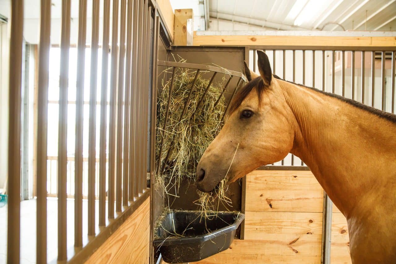 Installing Durable Kick Boards in Your Horse Stable Stalls