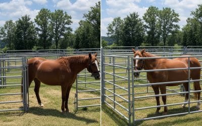 Portable Stalls vs. Corral Panels: Which is Safer for Events?