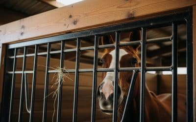 Dutch Doors with Grill Panels: Ventilation and Safety for Box Stalls