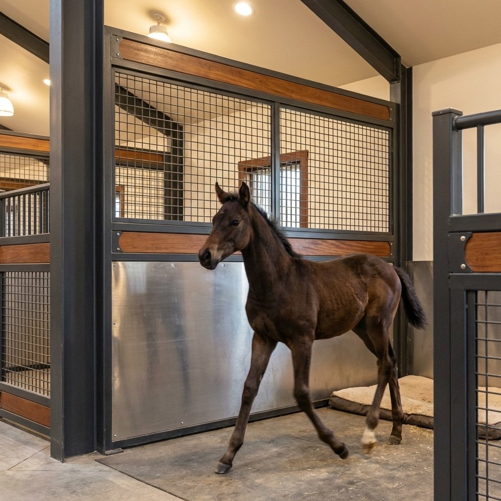 hyperrealistic product photography of a young foal pacing inside a luxury horse stall, motion blur on legs to show energy, focus on the unbending steel stall walls and mesh divider, Q345B high strength steel frame, dark powder coating, secure containment, indoor arena lighting, no text signage --ar 16:9 --no text, signage, letters, words