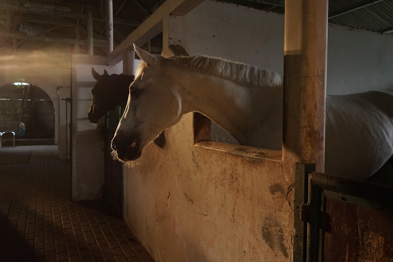Horse Stalls & Stable Equipment for Export Two horses, one white and one dark, peeking out from their stable stalls in a well-lit barn with tiled flooring and sturdy walls.